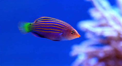 w w w sixline com|Sixline Wrasse Care Guide.